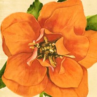 Copper Petals I Fine Art Print