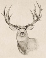 Natural Buck II Fine Art Print