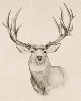 Natural Buck II Framed Print