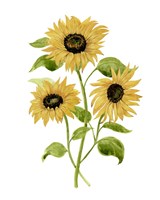 Sunflower Trio I Framed Print