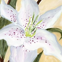 White Lily I Fine Art Print