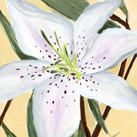 White Lily II Fine Art Print