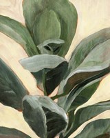 Plant Study II Fine Art Print