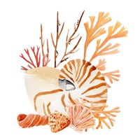 Nautilus Grouping I Fine Art Print
