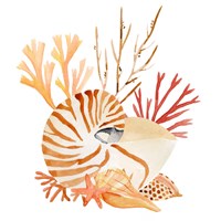 Nautilus Grouping II Fine Art Print