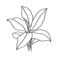 Foliage Contour II Fine Art Print