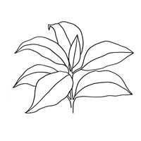 Foliage Contour III Fine Art Print