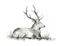 Recumbent Stag I Fine Art Print