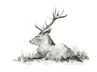 Recumbent Stag II Fine Art Print