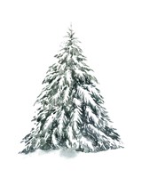 Blue Spruce I Fine Art Print