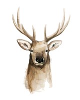 Watercolor Elk Portrait II Framed Print