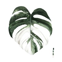 Variegated Monstera I Framed Print