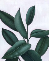 Verdant Ficus II Framed Print