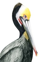 Watercolor Pelican I Fine Art Print