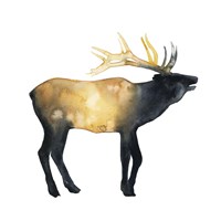 Elk Aglow II Fine Art Print