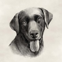 Charcoal Labrador I Fine Art Print