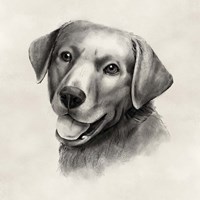 Charcoal Labrador II Fine Art Print