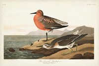 Pl. 315 Red-breasted Sandpiper Fine Art Print