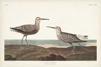 Pl. 344 Long-legged Sandpiper Fine Art Print