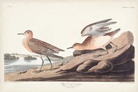 Pl. 265 Buff-breasted Sandpiper Fine Art Print