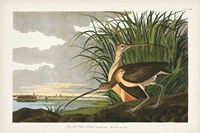 Pl. 231 Long-billed Curlew Fine Art Print