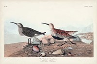 Pl. 290 Red-backed Sandpiper Fine Art Print