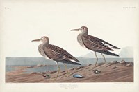 Pl. 294 Pectoral Sandpiper Fine Art Print