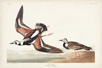 Pl. 304 Turn-stone Fine Art Print