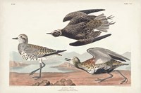 Pl. 300 Golden Plover Fine Art Print