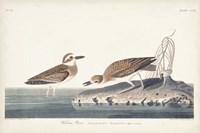 Pl. 209 Wilsons Plover Fine Art Print