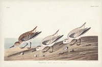 Pl. 230 Sanderling Fine Art Print