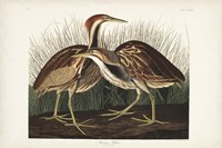Pl. 337 American Bittern Fine Art Print