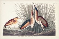 Pl. 210 Least Bittern Fine Art Print