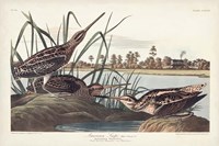 Pl. 243 American Snipe Fine Art Print