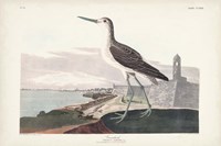 Pl. 269 Greenshank Fine Art Print