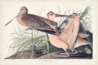 Pl. 238 Great Marbled Godwit Fine Art Print