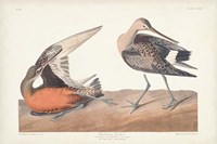 Pl. 258 Hudsonian Godwit Fine Art Print