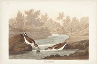 Pl. 320 Little Sandpiper Fine Art Print