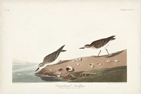 Pl. 405 Semipalmated Sandpiper Fine Art Print