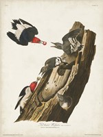 Pl. 27 Red-headed Woodpecker Fine Art Print