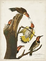 Pl. 37 Gold-winged Woodpecker Fine Art Print