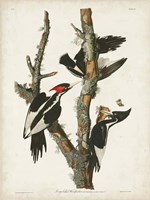 Pl. 66 Ivory-billed Woodpecker Fine Art Print