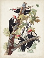 Pl. 111 Pileated Woodpecker Fine Art Print