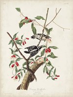 Pl. 112 Downy Woodpecker Fine Art Print