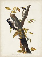 Pl. 132 Three-toed Woodpecker Fine Art Print