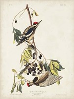 Pl. 190 Yellow-bellied Woodpecker Fine Art Print