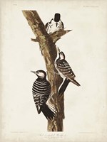 Pl. 389 Red-cockaded Woodpecker Fine Art Print