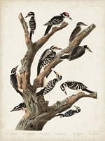 Pl. 417 Marias Woodpecker Fine Art Print