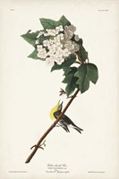 Pl. 119 Yellow-throated Vireo Fine Art Print