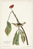 Pl. 19 Louisiana Water Thrush Fine Art Print